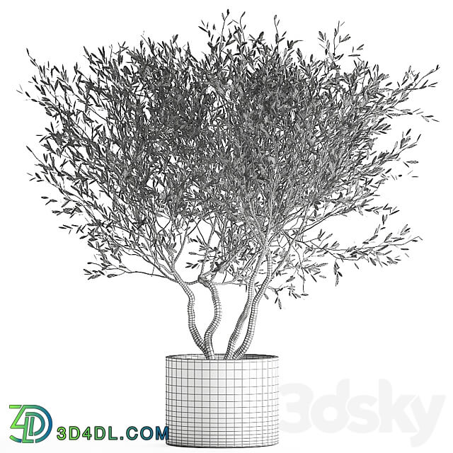 Olive tree 970. Olive tree white pot flowerpot interior office outdoor decorative topiary 3D Models