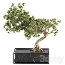 indoor Plant Set 225 Bonsai Plant 