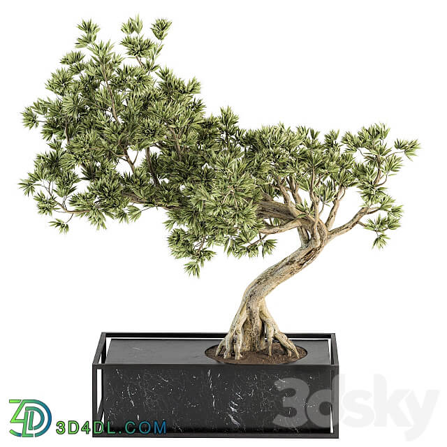 indoor Plant Set 225 Bonsai Plant