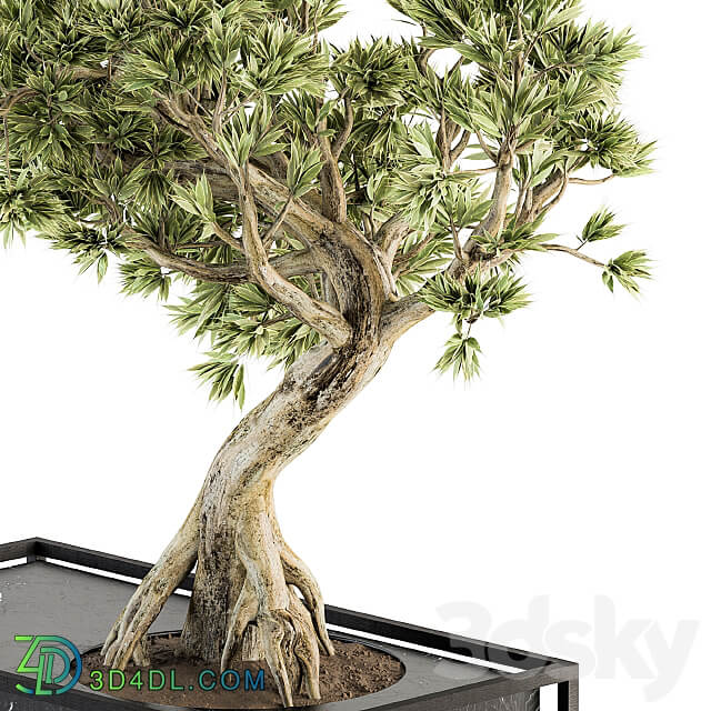 indoor Plant Set 225 Bonsai Plant