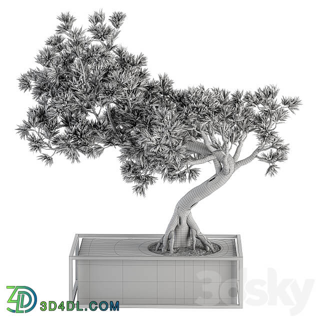 indoor Plant Set 225 Bonsai Plant