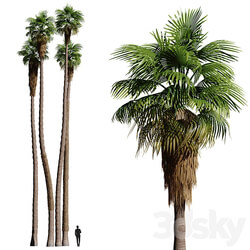 Set of California fan palm trees Washingtonia palms  