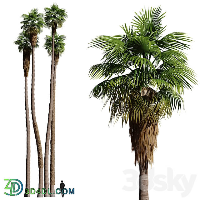 Set of California fan palm trees Washingtonia palms 