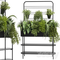 Collection Indoor plant 69 Auckland Black Metal Flower Box plant ivy fern pots 