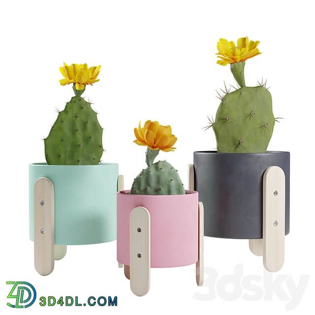 Opuntia Cactus Pack