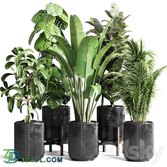 Collection indoor plant 110 pot plant ravenala ficus rubbery monstera palm concrete dirt vase