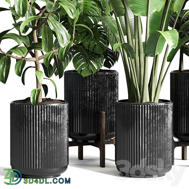 Collection indoor plant 110 pot plant ravenala ficus rubbery monstera palm concrete dirt vase