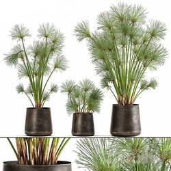 Plant collection 1048. papyrus syt cyperus flowerpot outdoor exotic rust bush landscaping 3D Models 