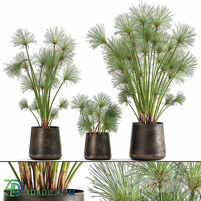 Plant collection 1048. papyrus syt cyperus flowerpot outdoor exotic rust bush landscaping 3D Models