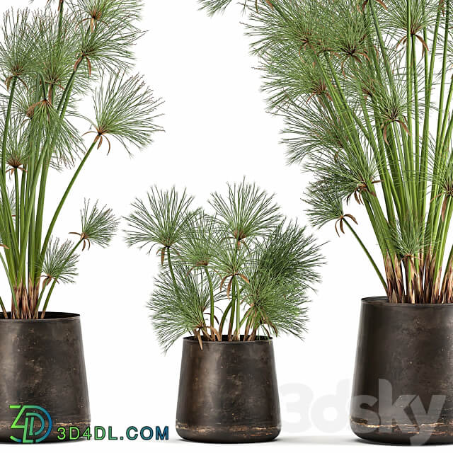 Plant collection 1048. papyrus syt cyperus flowerpot outdoor exotic rust bush landscaping 3D Models