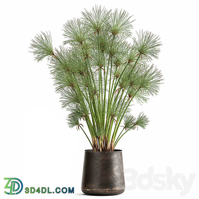 Plant collection 1048. papyrus syt cyperus flowerpot outdoor exotic rust bush landscaping 3D Models