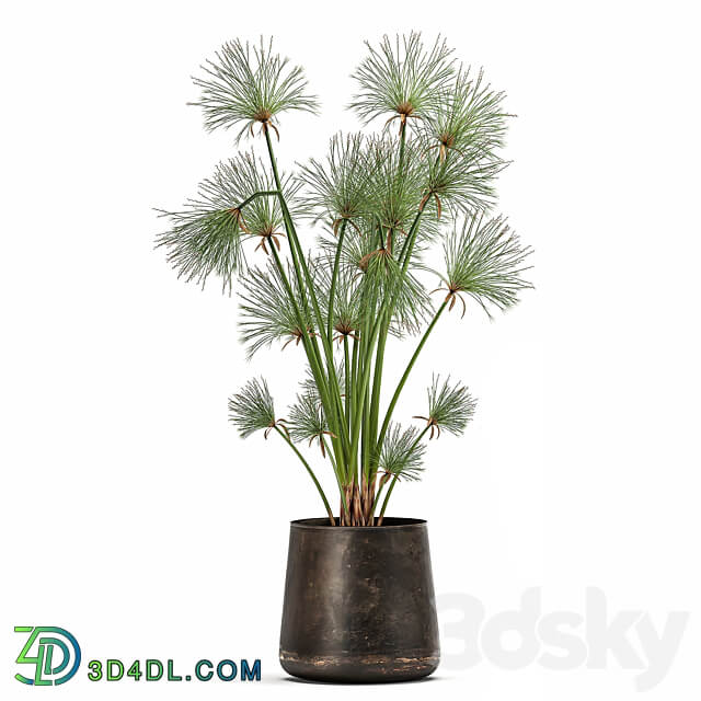 Plant collection 1048. papyrus syt cyperus flowerpot outdoor exotic rust bush landscaping 3D Models