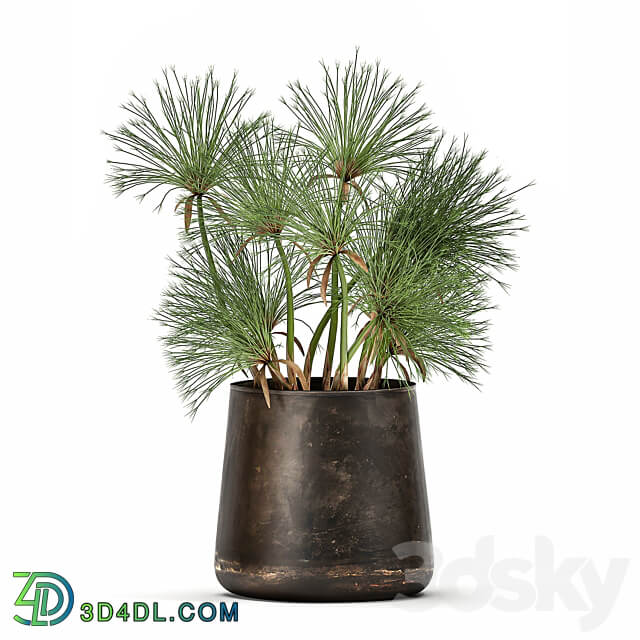 Plant collection 1048. papyrus syt cyperus flowerpot outdoor exotic rust bush landscaping 3D Models