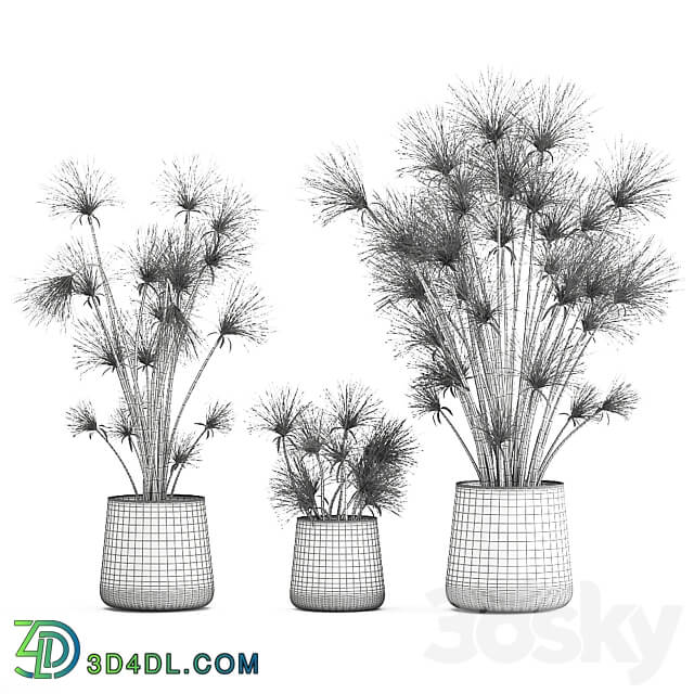 Plant collection 1048. papyrus syt cyperus flowerpot outdoor exotic rust bush landscaping 3D Models