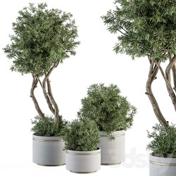 indoor Plant Set 309 Needle Tree and Bush Set in pot 3D Models 3DSKY 
