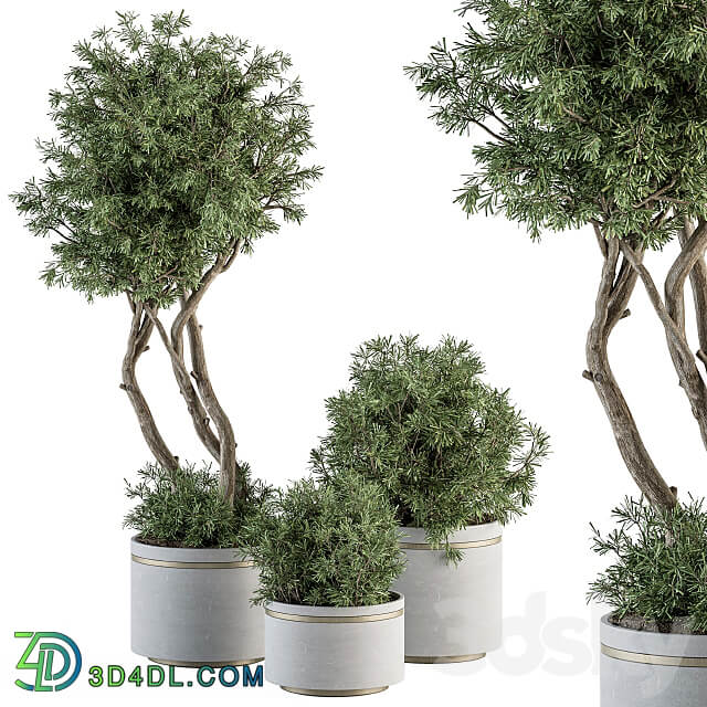 indoor Plant Set 309 Needle Tree and Bush Set in pot 3D Models 3DSKY