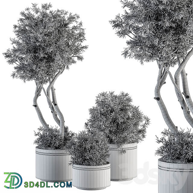 indoor Plant Set 309 Needle Tree and Bush Set in pot 3D Models 3DSKY