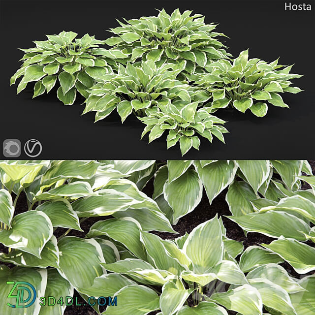 Hosta 3D Models 3DSKY