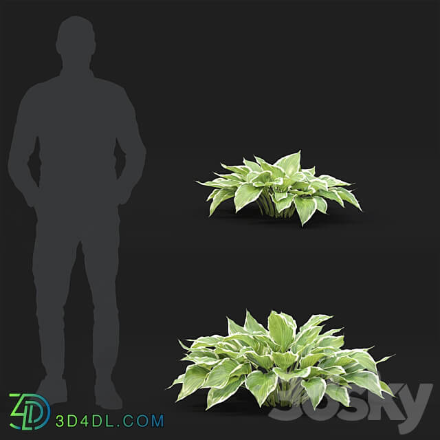 Hosta 3D Models 3DSKY