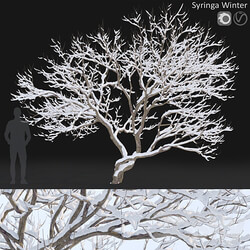 Syringa Vulgaris Winter tree 3D Models 3DSKY 