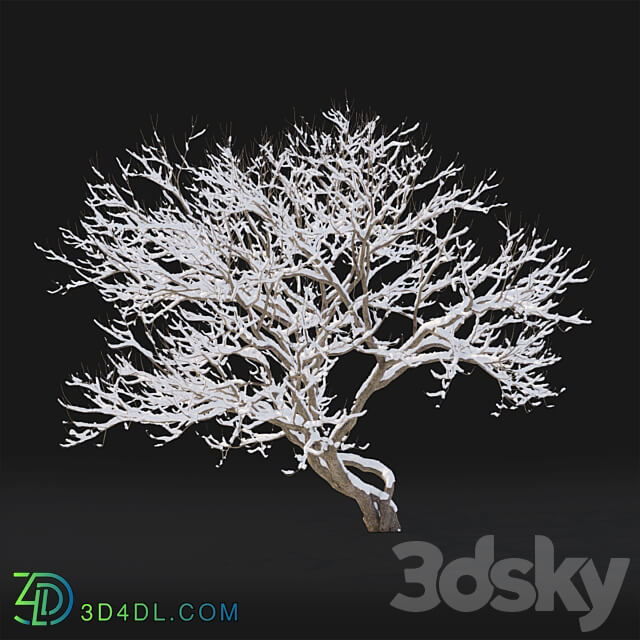 Syringa Vulgaris Winter tree 3D Models 3DSKY