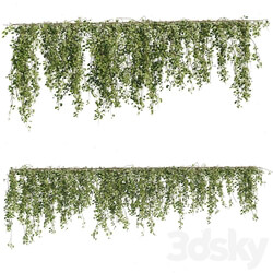 Ivy Plants 05 3D Models 