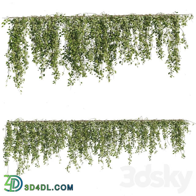 Ivy Plants 05 3D Models