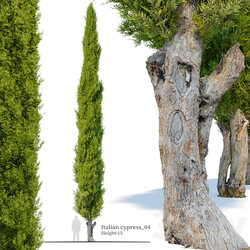 Italian cypress 04 3D Models 