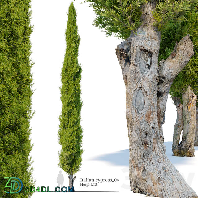 Italian cypress 04 3D Models