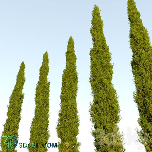 Italian cypress 04 3D Models