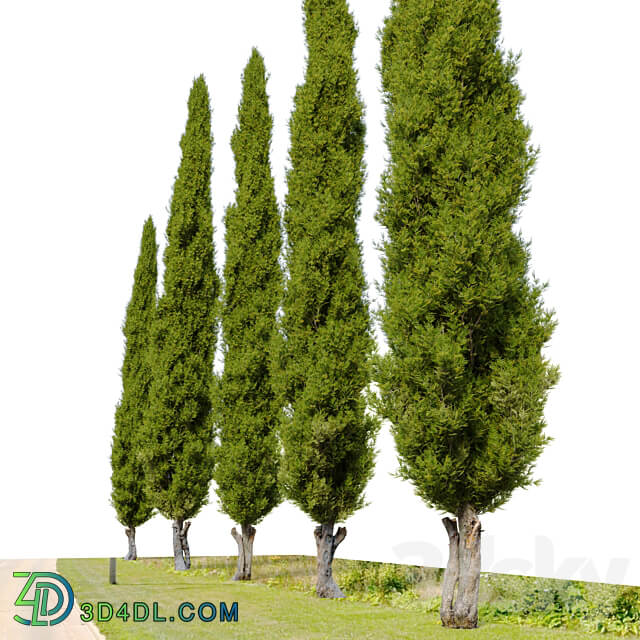 Italian cypress 04 3D Models