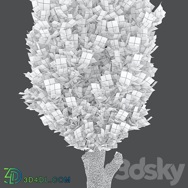 Italian cypress 04 3D Models