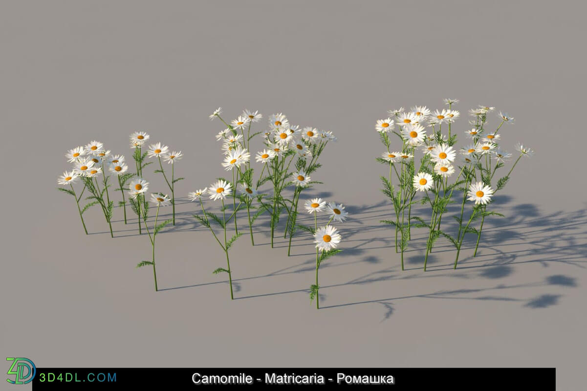 3dMentor HQGrass 01 camomile 01