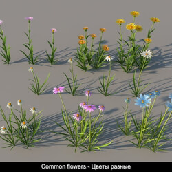 3dMentor HQGrass 01 common flowers 01 