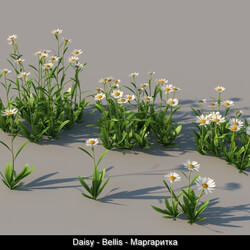 3dMentor HQGrass 01 daisy 01 