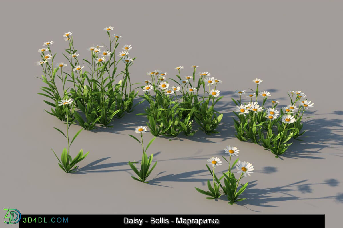 3dMentor HQGrass 01 daisy 01