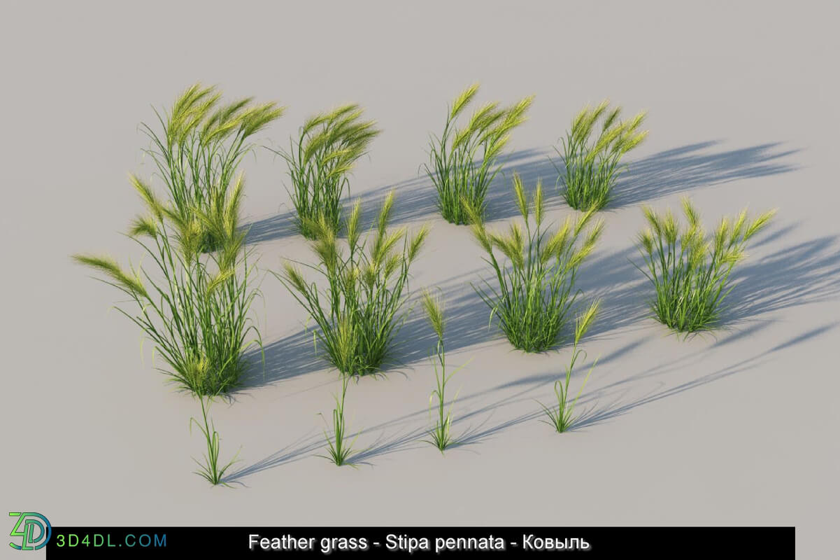 3dMentor HQGrass 01 feather grass 01