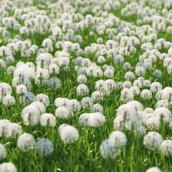 3dMentor HQGrass 01 scene dandelion 2 