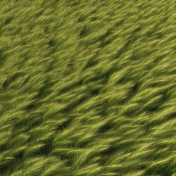 3dMentor HQGrass 01 scene feather grass 1 
