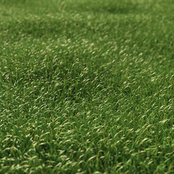 3dMentor HQGrass 01 scene lawn grass 1 