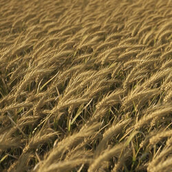 3dMentor HQGrass 01 scene wheat 1 