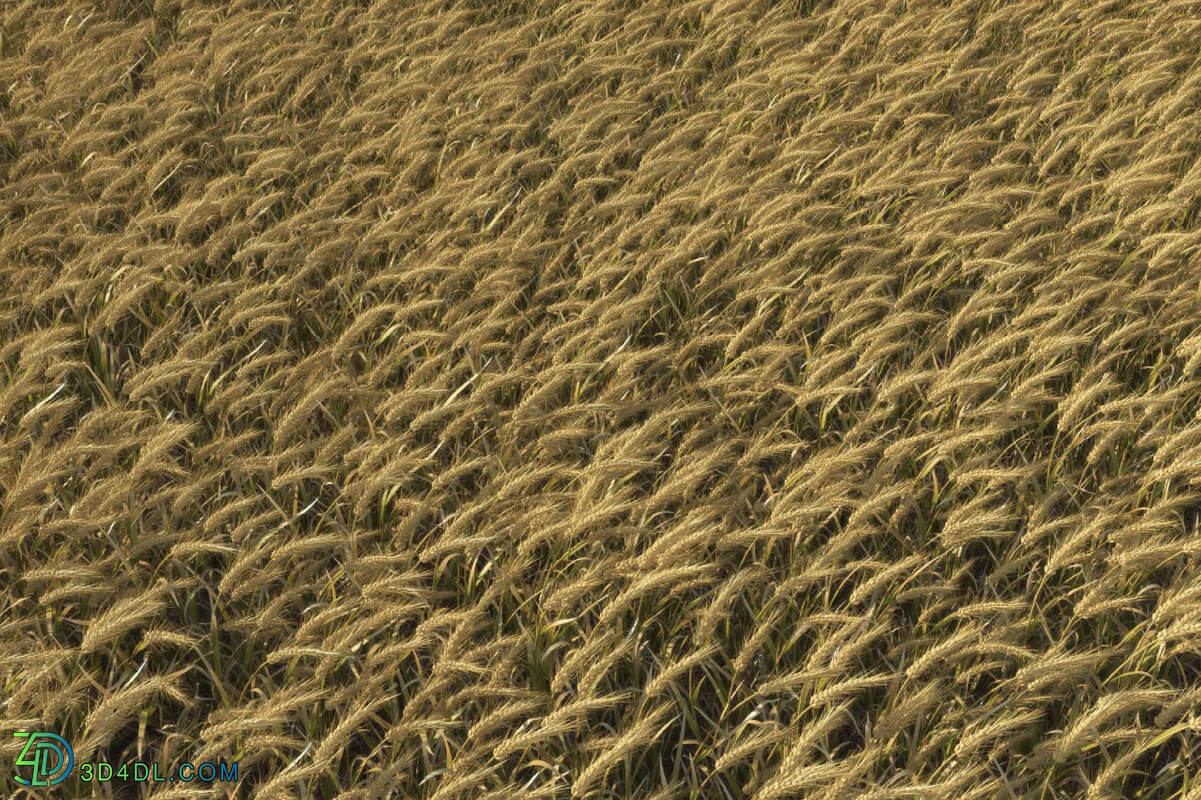 3dMentor HQGrass 01 scene wheat 1