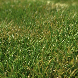 3dMentor_HQGrass-01_scene-wild-grass-1 