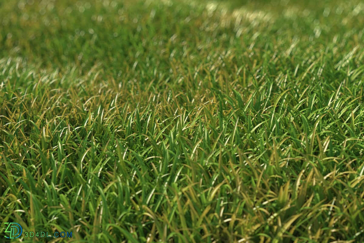 3dMentor_HQGrass-01_scene-wild-grass-1