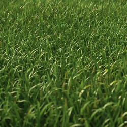 3dMentor HQGrass 01 scene wild grass 2 