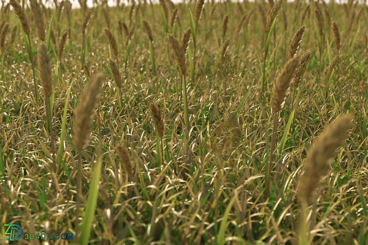 3dMentor HQGrass 01 scene wild grass 3