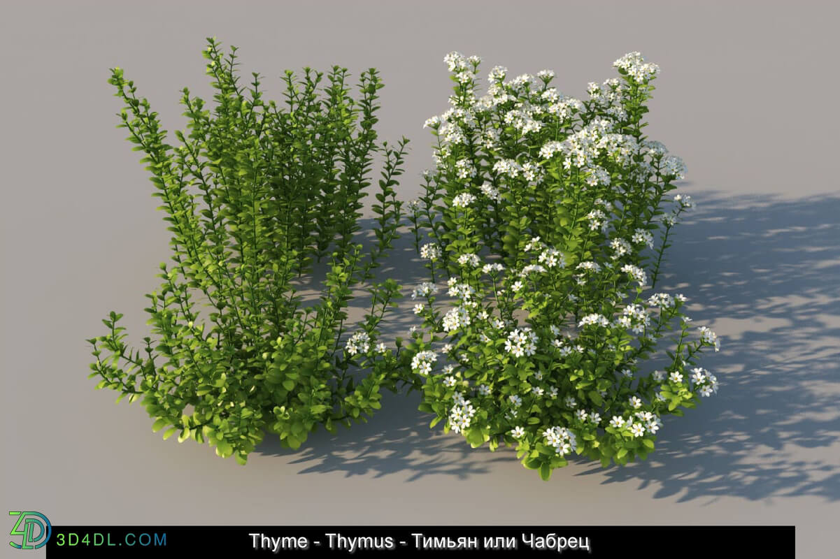 3dMentor HQGrass 01 thyme 01