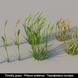 3dMentor HQGrass 01 timothy grass 01 