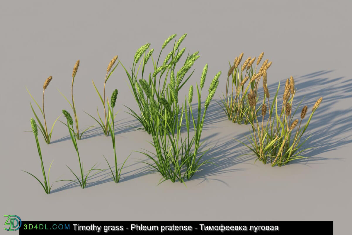 3dMentor HQGrass 01 timothy grass 01