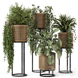 Indoor Plants in natural rattan Pot on Metal Base Set 592 3D Models 